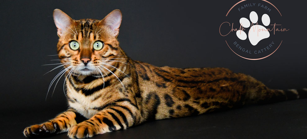 Bengal Kittens For Sale